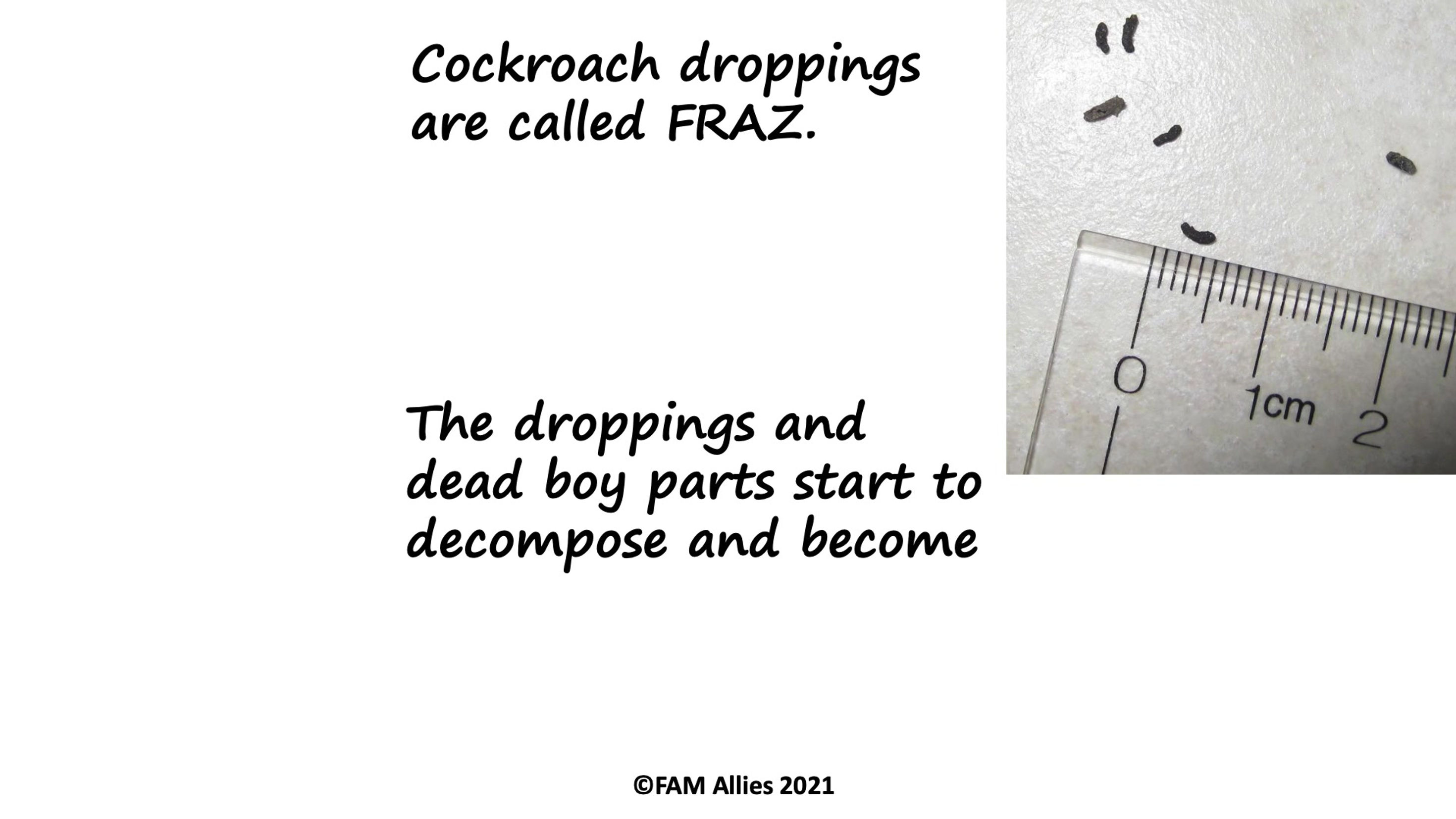 Cockroaches